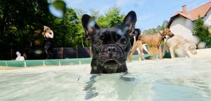 Urlaub für den Hund: Wie Haustierbesitzer im Urlaub ihre Vierbeiner betreuen lassen