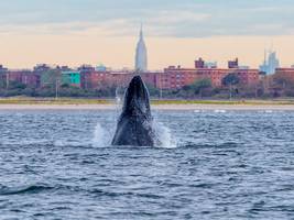 Natur: Warum Buckelwale New York erobern