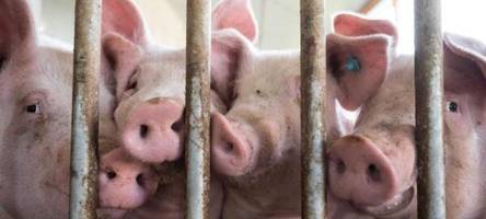 Aus für Schweineschlachtung in Augsburg: „Wo bleibt hier die Regionalität?“