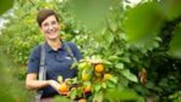 anbau im klimawandel: aprikosen und pfirsiche: landwirte reagieren auf klimawandel