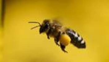 fleißige bienen: imker melden überdurchschnittliche honigernte