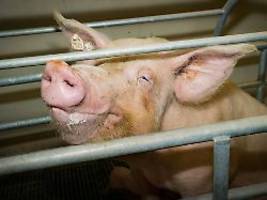 Durch Animal zum Vegetarier: Tibor Rode lässt die Sau raus!