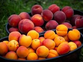 pfirsiche und co.: anbau exotischer früchte nimmt durch klimawandel in deutschland zu