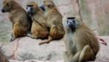 Zootiere: Protest gegen Pavian-Tötung - Aktivisten kleben sich fest