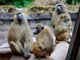 Nürnberger Tiergarten einen Tag geschlossen: Aktivisten vermuten, dass Paviane getötet werden – Besucher warten vergeblich auf Einlass