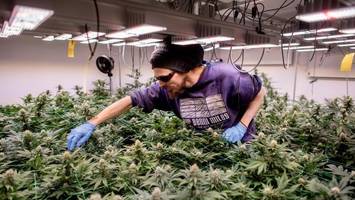 kiffen ja, kümmern nein: wo die cannabis-legalisierung versagt
