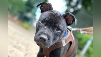 hunde-diebstahl in hamburger tierheim: bella und welpe theo sind weg