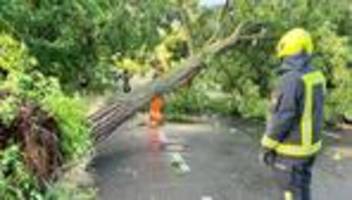 viele einsätze: unwetter in hattersheim: bäume umgestürzt, wasserschäden