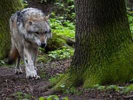 kind mit bisswunden in klinik: niederlande melden wolfsangriff auf sechsjährigen