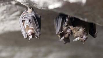 fledermaus mit tollwut gefunden – senat warnt