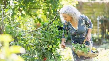 gärtnern in berlin: wo das auch ohne eigenen garten möglich ist