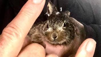 wacken: mehrere hasenbabys von festival-gelände gerettet