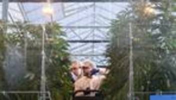 cannabis-legalisierung: der nächste joint braucht wieder einen echten doktor