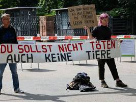 nürnberger tiergarten: tierschützer bauen protestcamp auf – sechs paviane verfüttert