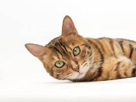 aufruf von wissenschaftlern: forscher suchen katzen-videos