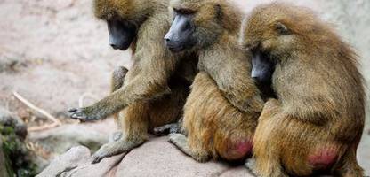tiergarten nürnberg: zoo verfüttert getötete paviane an raubtiere
