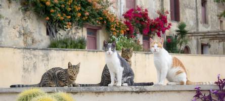 kreta: eine katze wird zur touristenattraktion – immer mehr urlauber wollen chonkus maximus sehen