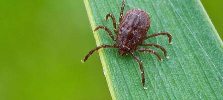 Gesundheitsministerium warnt: Borreliose-Fälle in Bayern nehmen zu