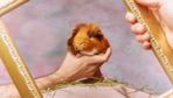 haustiere für den zoo: würden sie ihr meerschweinchen an einen löwen verfüttern?