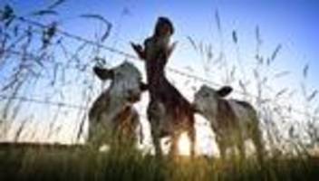 landwirtschaft: wo in bayern die meisten rinder leben