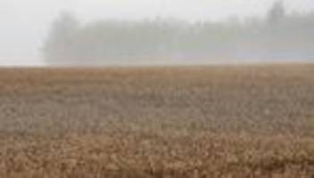 sorgen der landwirte: niederschläge bedrohen getreideernte in niedersachsen