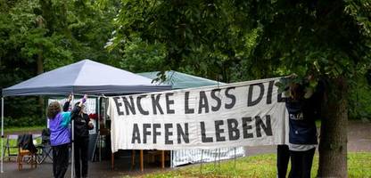 nürnberg: zoo-direktor erhält morddrohungen nach pavian-tötung