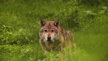 Jäger sichtet Wolf im Wald zwischen Grambek und Mölln