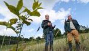 umwelt- und klimaschutz: neuer wald soll auch die ostsee schützen
