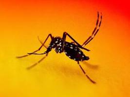 gegenmaßnahmen wie bei corona: ausbruch des chikungunya-virus in china weitet sich aus