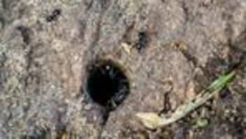 anschlag auf die natur: giftattacke auf platanen in der pfalz