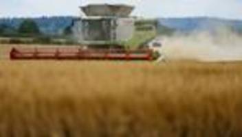 getreideernte: nächste tage entscheiden - bauern hoffen für ernte auf sonne