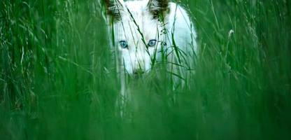 München: Naturfotograf Dominik Reigl entdeckt weißen Rotfuchs