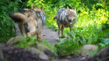 in niedersachsen: schon mehr wölfe als in ganz skandinavien