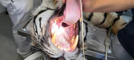 kommt ein tiger zum zahnarzt: augsburger raubkatze musste zur wurzelbehandlung