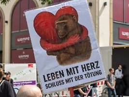 Gorillas und Lemure in Gefahr: Tiergarten-Direktor kündigt Tötungen weiterer Tiere an