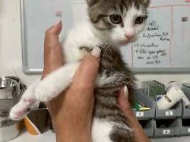 tierheime sind am limit: warum in deutschland so viele straßenkatzen leiden müssen