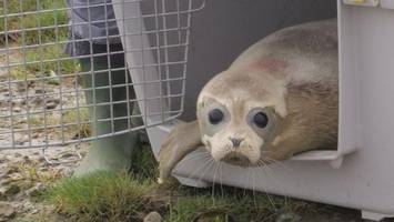 Süßes in die Nordsee: Heuler verlassen Seehundstation Friedrichskoog
