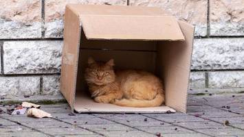 tausende streunerkatzen leiden – hamburg greift bald radikal durch