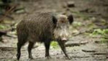 krankheiten: pseudowut: 271 fälle bei wildschweinen im ersten halbjahr