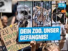 Nach Tötung dreier Tigerbabys: Peta droht Zoo-Verantwortlichen in Leipzig mit Anzeige