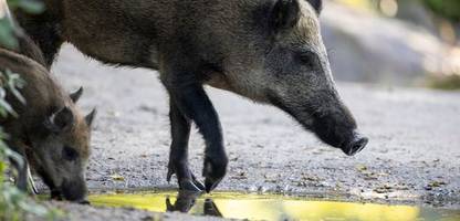 Wildschweine: Sie machen sich in Wohngebieten breit und verschrecken Anwohner