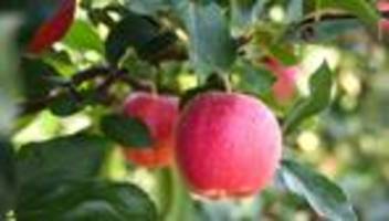 apfelernte: bodensee-bauern: geringere apfel-ernte, aber gute qualität