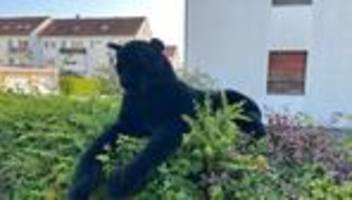 polizeieinsatz ausgelöst: kuscheltier: anwohner melden gefährliche raubkatze
