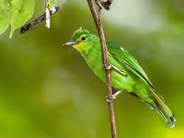 klimawandel: den vögeln wird es zu heiß