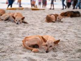 zunehmend angriffe in neu-delhi: indisches gericht will zehntausende straßenhunde einfangen lassen