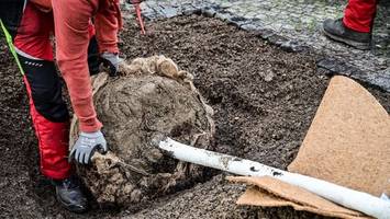 266 bäume: an welchen stellen treptow-köpenick bald grüner wird