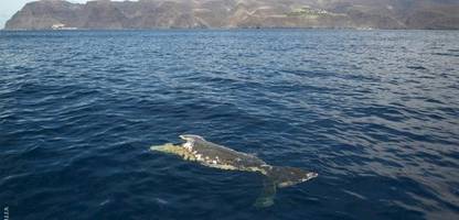 naturschutzgebiet vor la gomera: wo wale von schnellfähren zerteilt werden