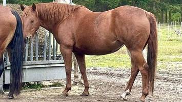 brutale tierquälerei in wedel: nadeln im pferdefutter versteckt