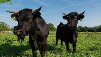 Tierische Helfer: Im Klövensteen sorgen Rinder für die Naturpflege