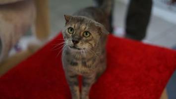 Schwer kranker „Traumkater“ Leo sucht ein neues Zuhause